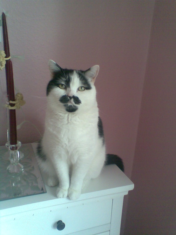 Kater Gismo erinnert an Charlie Chaplin